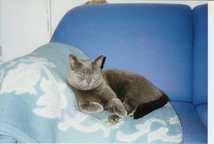 Blanding af racer Børge *HIMMELMIS* - Børge forår 1999 billede 4