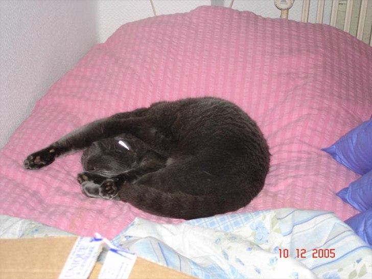 Blanding af racer Børge *HIMMELMIS* - ZZZZZ billede 5