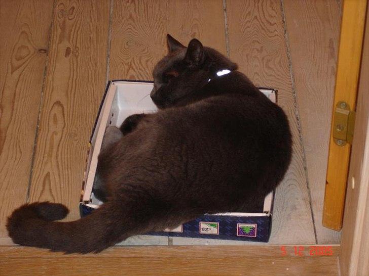 Blanding af racer Børge *HIMMELMIS* - Han elskede at ligge i kasser, der var aaalt for små til ham!! billede 6