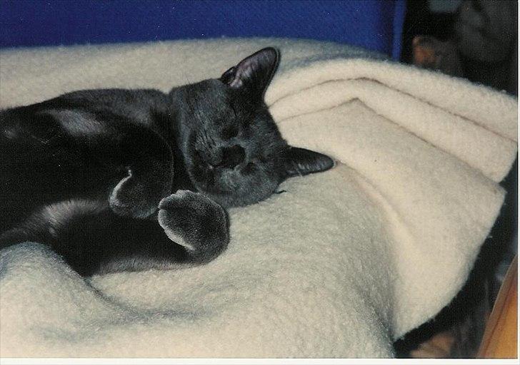 Blanding af racer Børge *HIMMELMIS* - Er han ikk fiiiiiiin?? billede 7