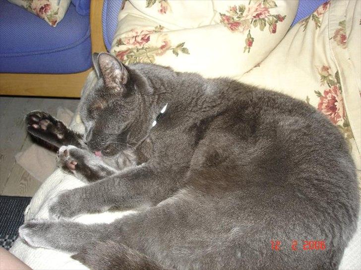 Blanding af racer Børge *HIMMELMIS* - UH, jeg er for lækker!! billede 8