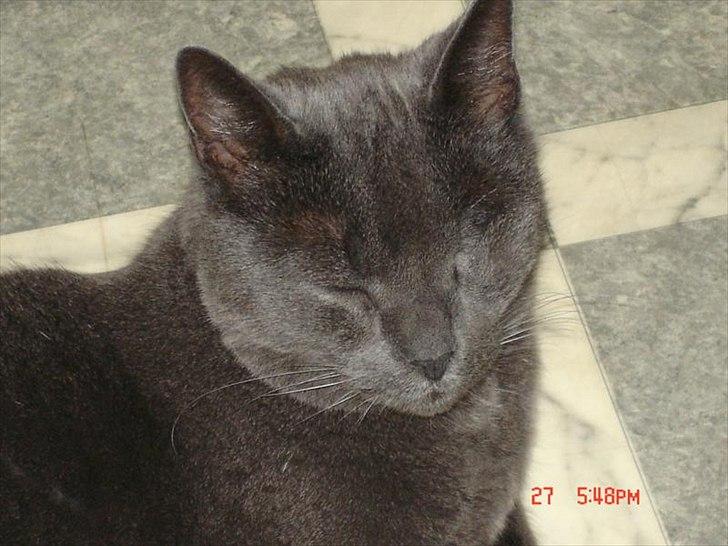 Blanding af racer Børge *HIMMELMIS* - Børge fik fjernet sit ene øje i 2005. Men det blev han nu ikke mindre lækker af :-) billede 9