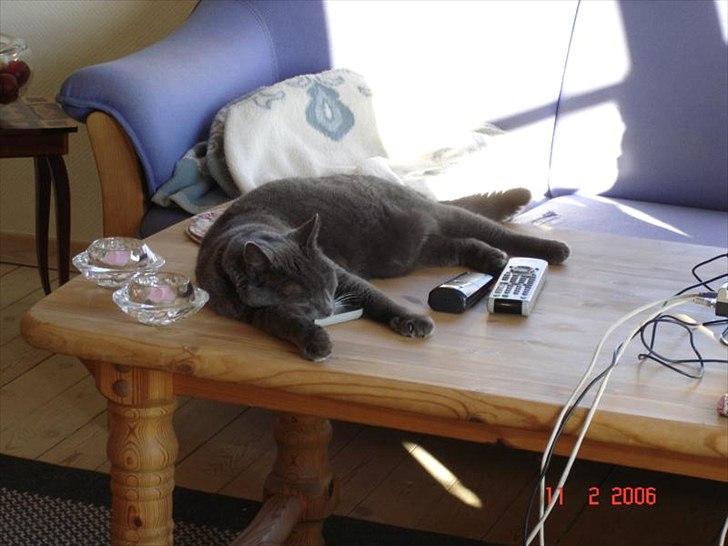 Blanding af racer Børge *HIMMELMIS* - Sådan en klap til en fjernbetjening, er en god savle-opsamler...aaaddrr billede 10