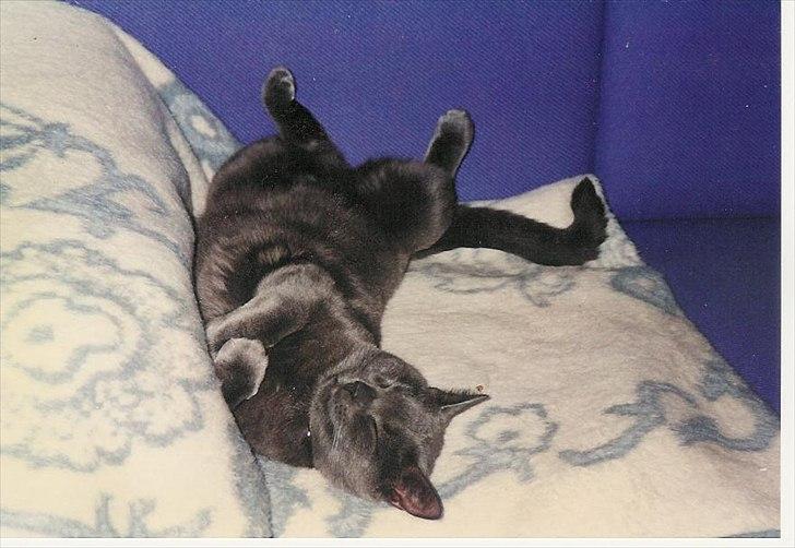 Blanding af racer Børge *HIMMELMIS* - For du for lækker, lækker, lækker.... billede 12