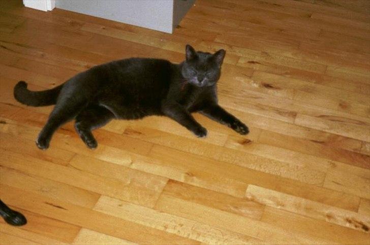 Blanding af racer Børge *HIMMELMIS* - Børge slænger sig på gulvet  billede 14