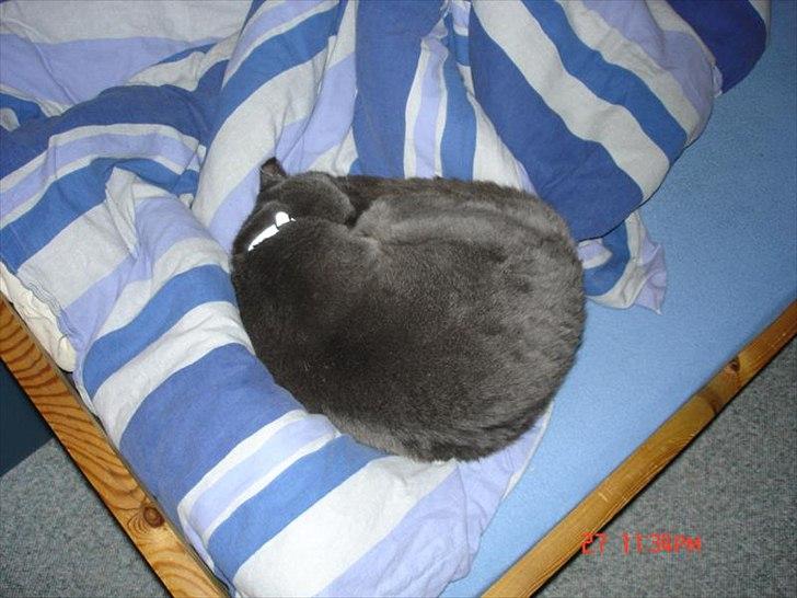 Blanding af racer Børge *HIMMELMIS* - "kugle-Børge" - som jeg kladte ham når han lå sådan ;-) billede 15