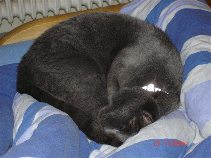 Blanding af racer Børge *HIMMELMIS* - Ekstra blød og lækker kugle-mis ;-) billede 16