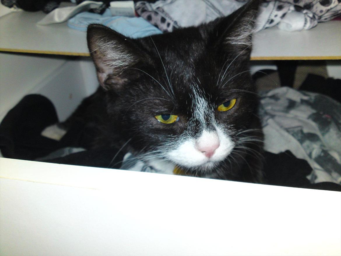 Huskat Figaro billede 19