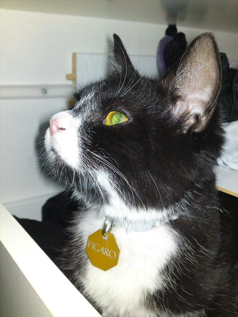 Huskat Figaro billede 1