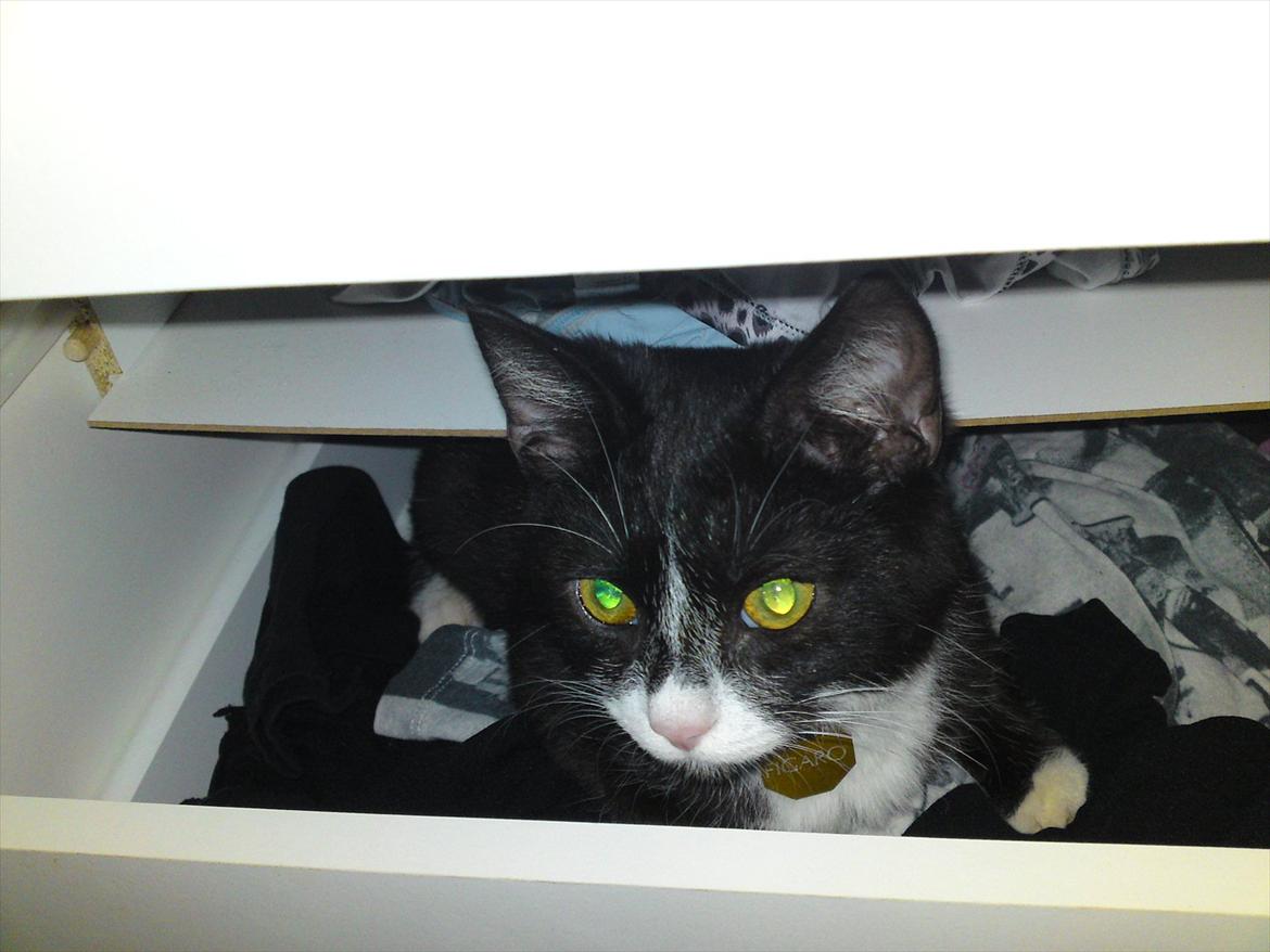 Huskat Figaro billede 20