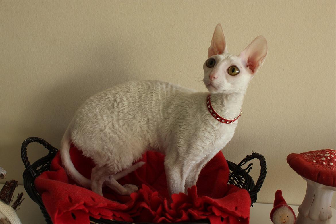 Cornish Rex DK Felis Schwencke Eowyn *Baby Boogie* - Velkommen til min profil <3
- Og glædelig jul til alle :)
*28 November 2011* billede 1