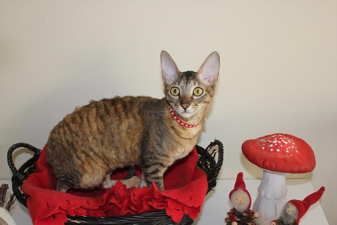 Cornish Rex Pixiepaws Buick Invicta *Tekop* - Velkommen til min profil <3
- Og glædelig jul til alle :)
*28 November 2011* billede 1