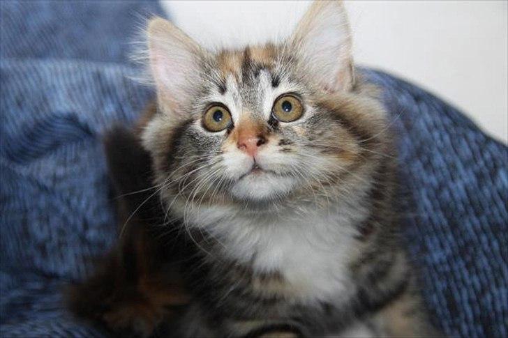 Huskat Mc Fluffy billede 5