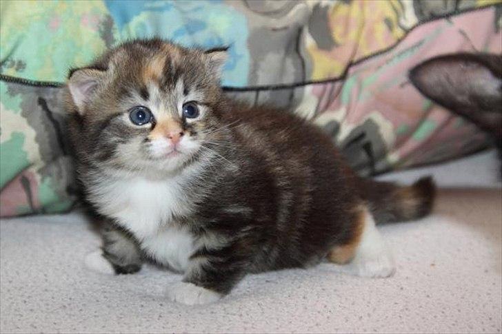 Huskat Mc Fluffy billede 6