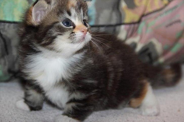 Huskat Mc Fluffy billede 7