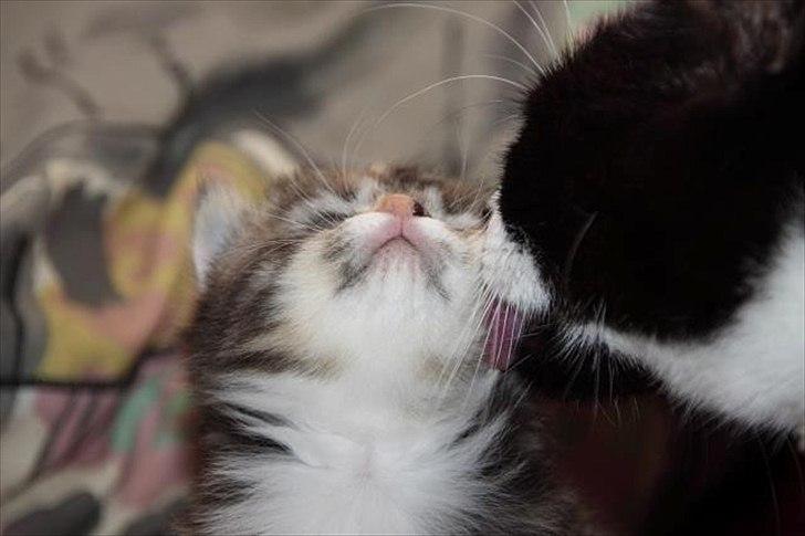 Huskat Mc Fluffy billede 8