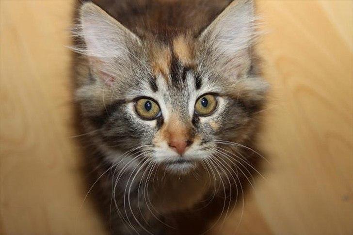 Huskat Mc Fluffy billede 4