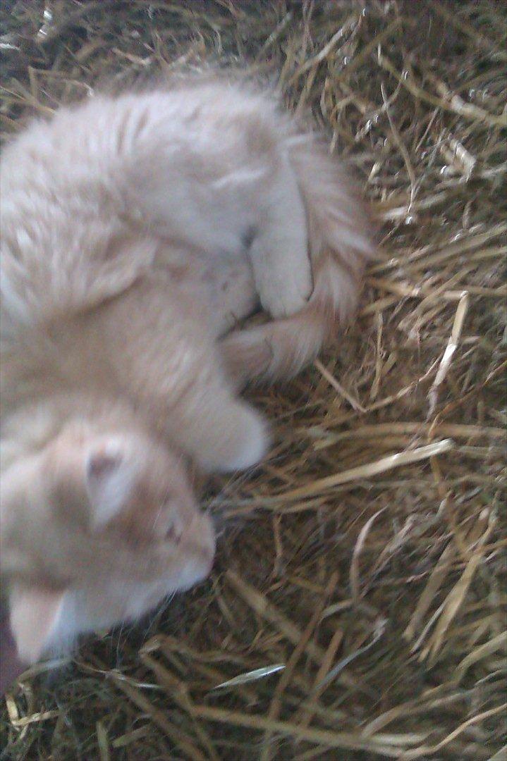 Huskat Osman billede 3