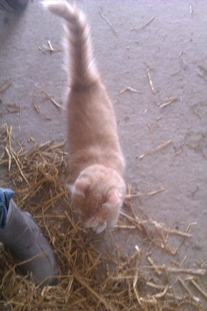 Huskat Osman billede 4