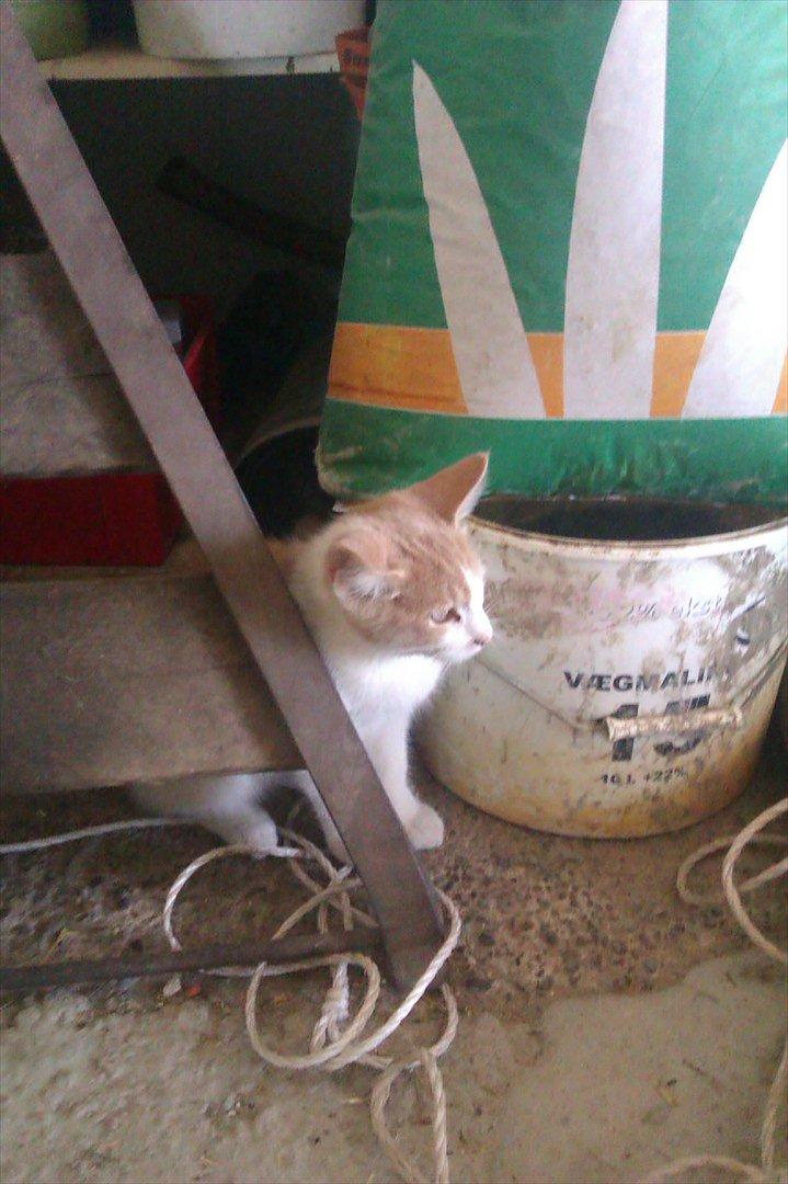 Huskat Jeppe - Han poseér han billede 1