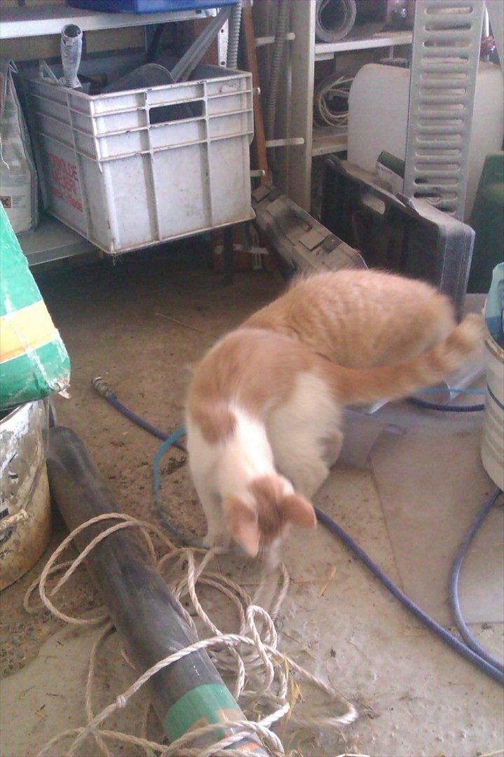 Huskat Jeppe - Nu leger han med sin storebror billede 2