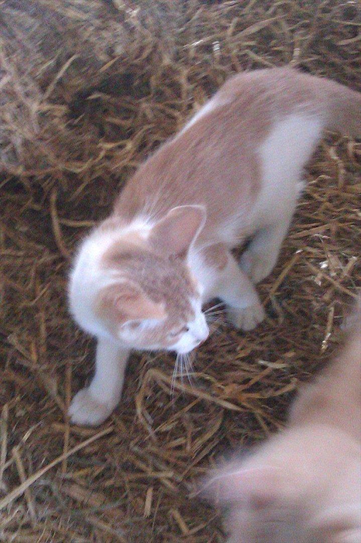 Huskat Jeppe billede 3