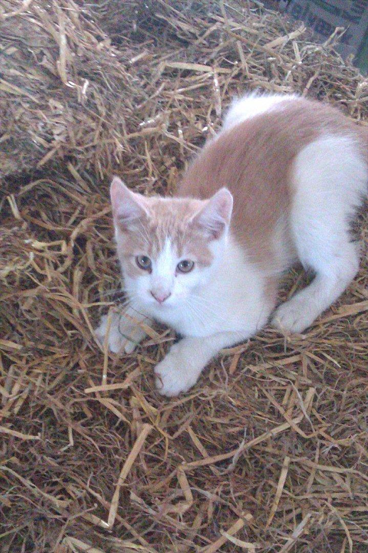 Huskat Jeppe billede 4