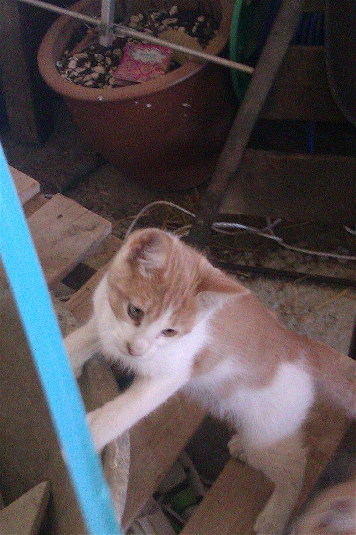 Huskat Jeppe billede 5