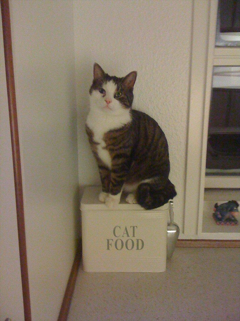 Huskat Mugge  billede 8