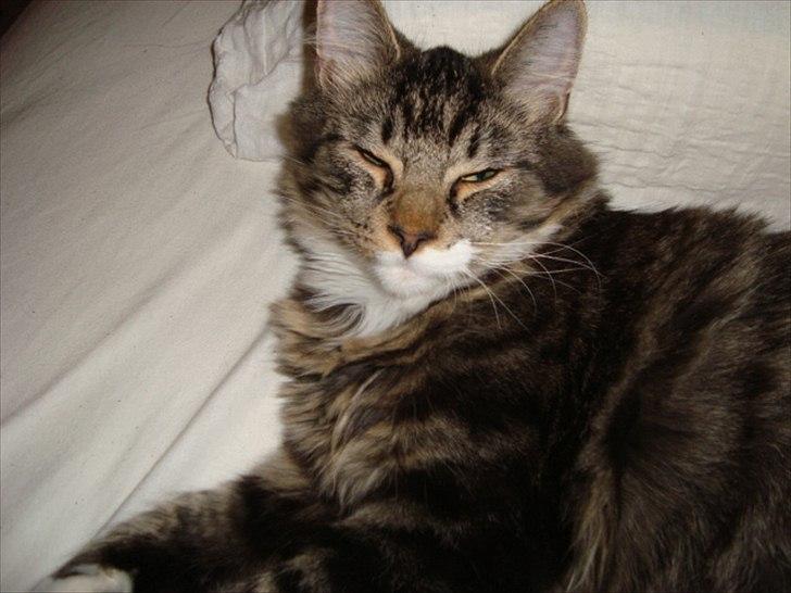 Blanding af racer McQueen (tidl. kat) - 5½ måned gammel billede 8