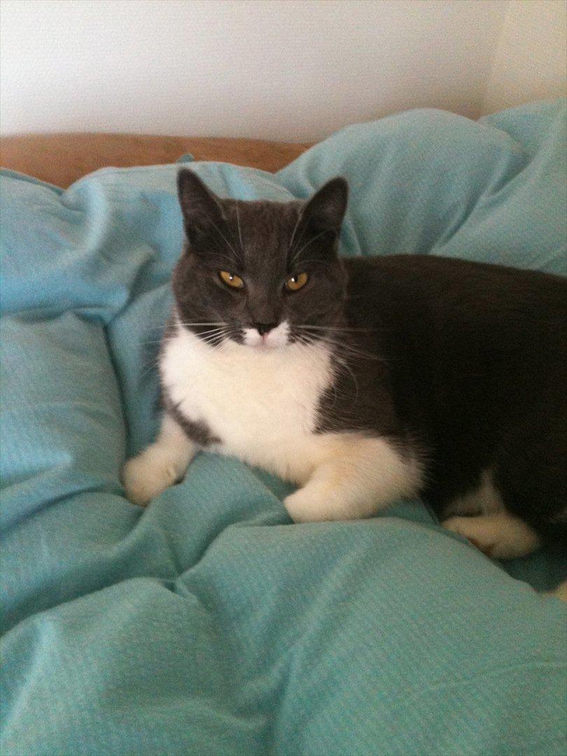 Huskat Lillemis *Rest in peace*  - Vi elsker begge to at putte!  billede 12