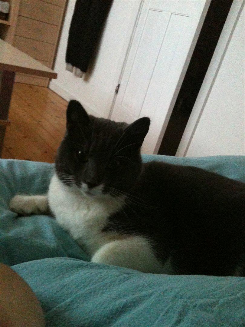 Huskat Lillemis *Rest in peace*  - Lillemis nyder dynen. billede 13