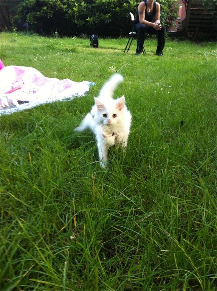 Blanding af racer Cato - ude og udforske den store verden :) billede 3