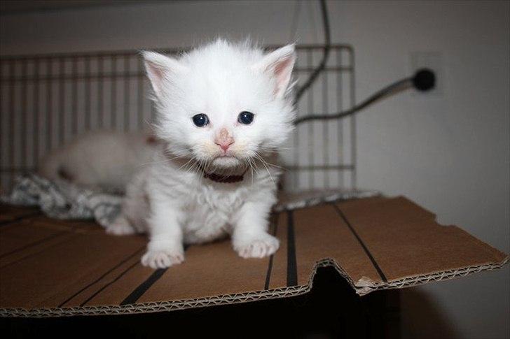 Blanding af racer Cato - cato som lille :) billede 4