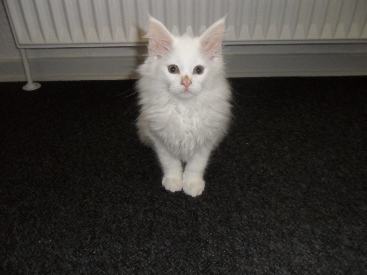 Blanding af racer Cato - fotogen :) billede 6