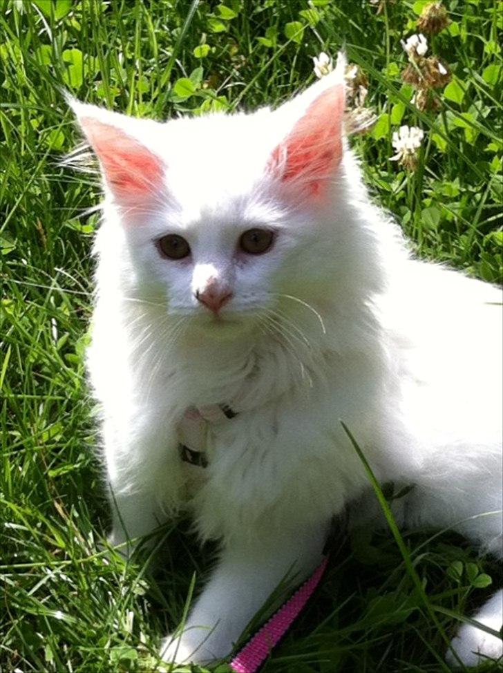 Blanding af racer Cato - ude og udforske den store verden i haven ;) billede 7