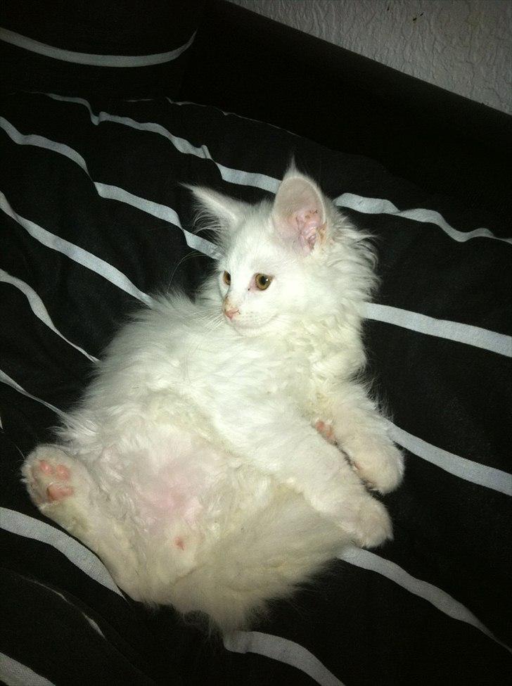 Blanding af racer Cato - får sig lige en slapper :) billede 9