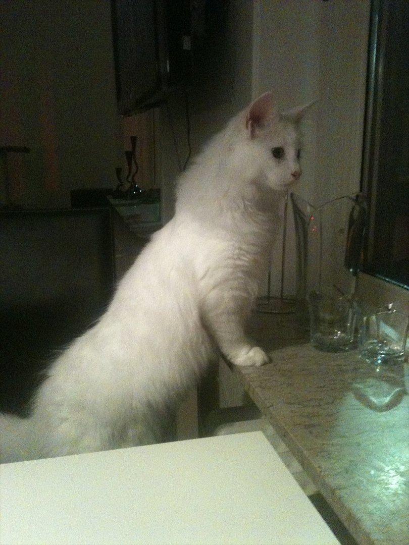 Blanding af racer Cato - godt lide at kigge ud af vinduet :) billede 10