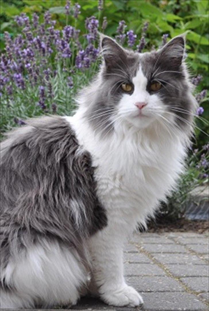 Maine Coon Oceane billede 1