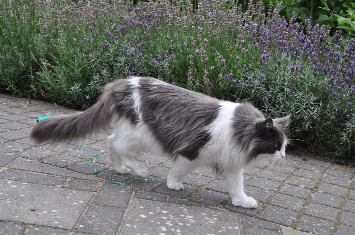 Maine Coon Oceane billede 2