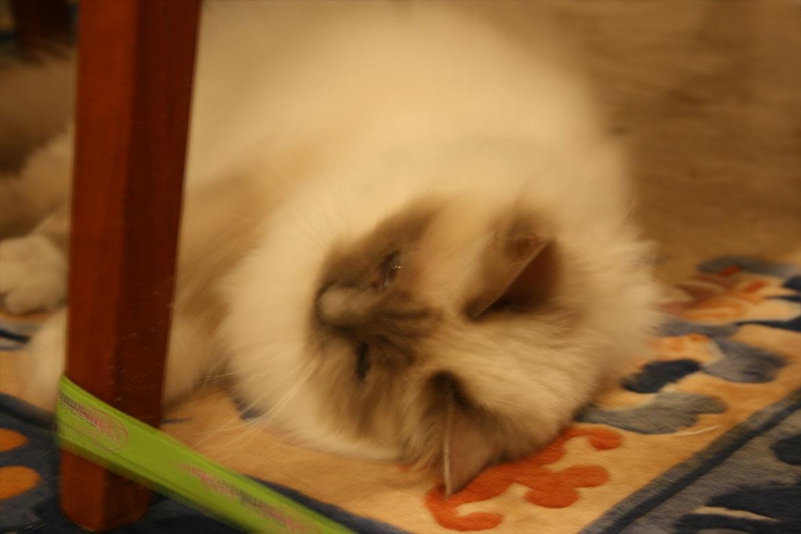 Hellig Birma Raus Höjden's Mynta billede 5