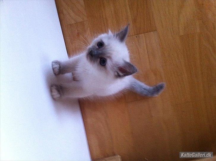 Hellig Birma DK Pumelles Armani billede 7