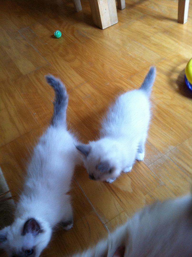 Hellig Birma DK Pumelles Armani billede 8