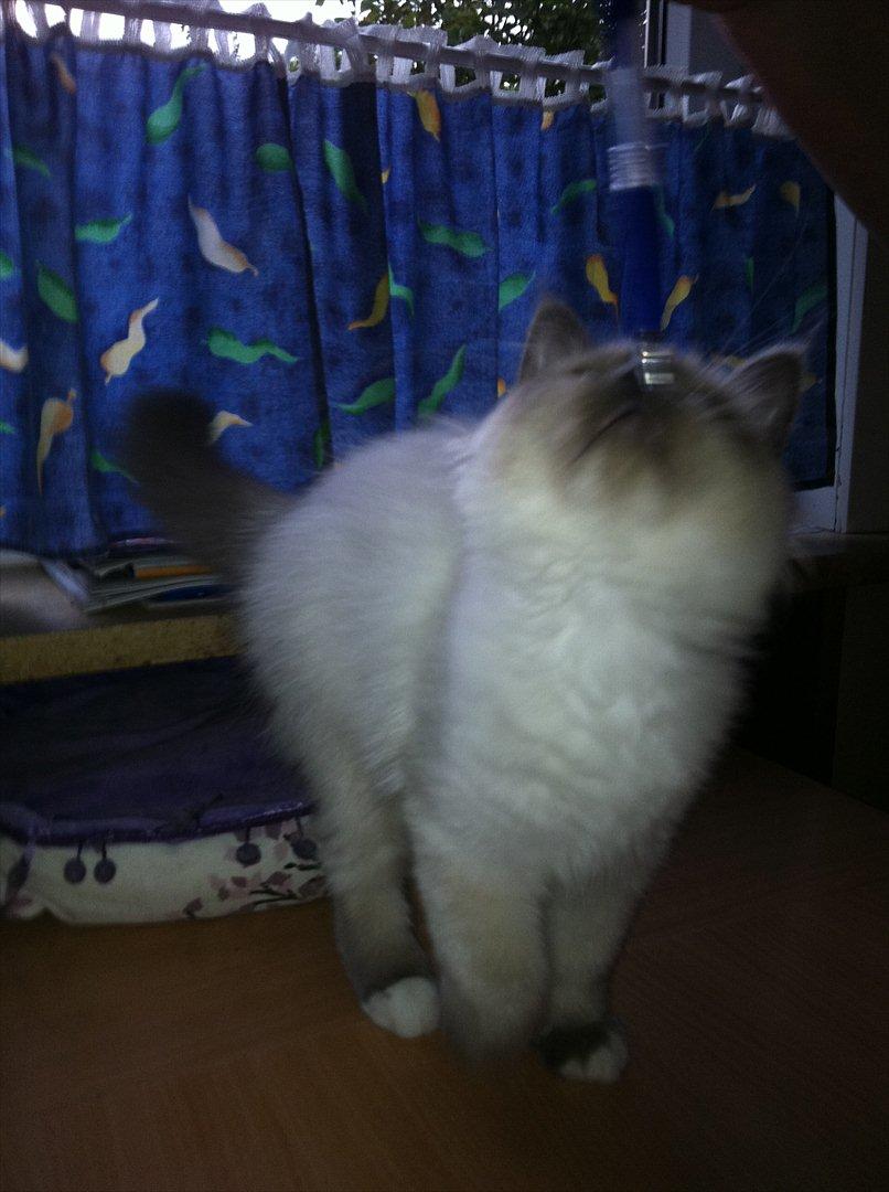 Hellig Birma DK Pumelles Armani billede 10