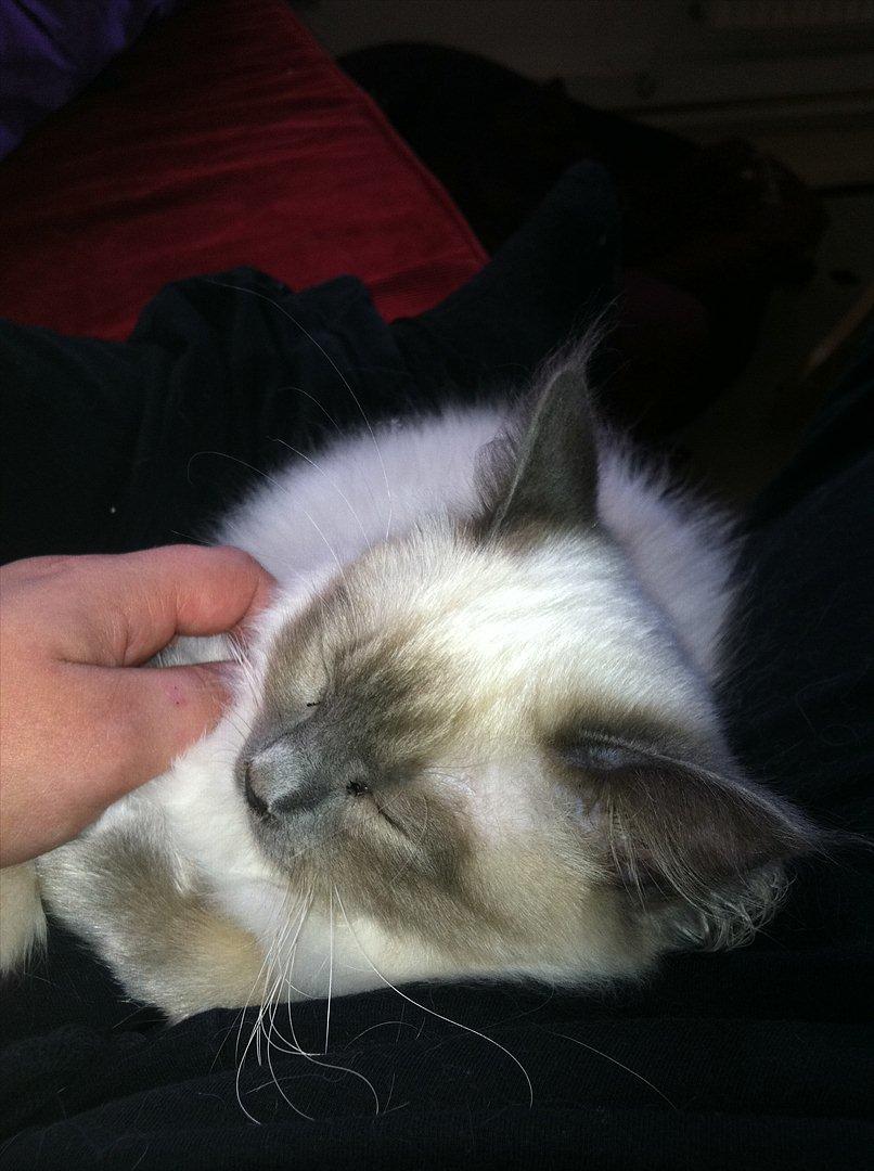 Hellig Birma DK Pumelles Armani billede 11