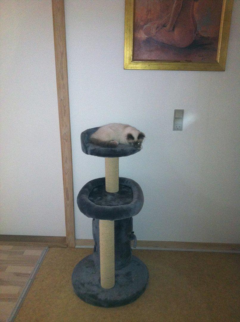 Hellig Birma DK Pumelles Armani billede 12