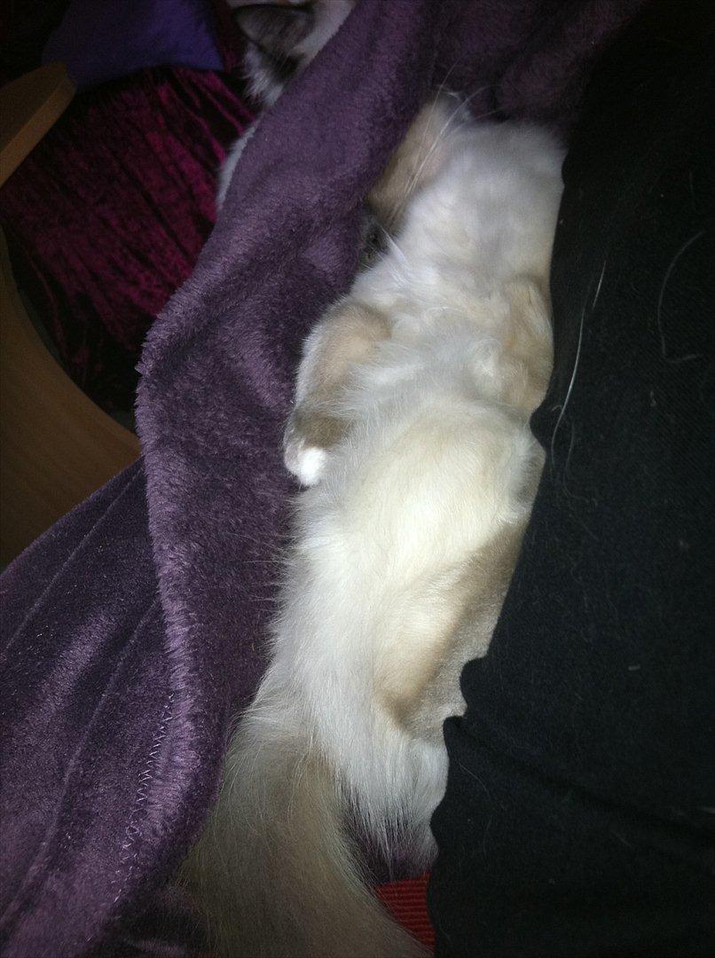 Hellig Birma DK Pumelles Armani billede 13