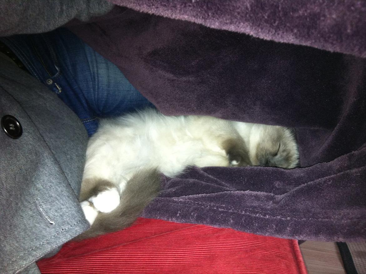 Hellig Birma DK Pumelles Armani billede 14