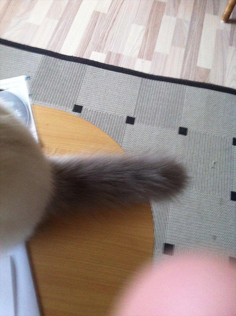 Hellig Birma DK Pumelles Armani billede 15