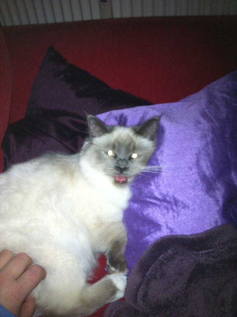 Hellig Birma DK Pumelles Armani billede 16